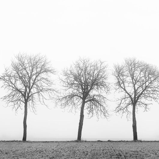 REBEL WALLS 1222511DP Tree soldiers - indiv. Digitaldruck, Motiv fortsetzbar