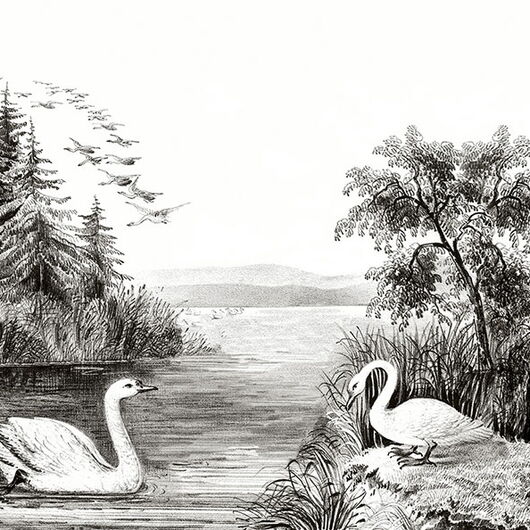 REBEL WALLS 1222896DP Swan Lake - indiv. Digitaldruck, Motiv fortsetzbar