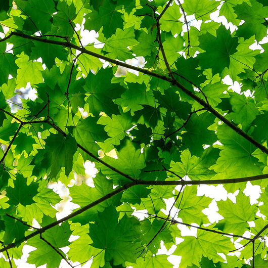 REBEL WALLS 1246856DP Maple Leaves - indiv. Digitaldruck, Motiv fortsetzbar