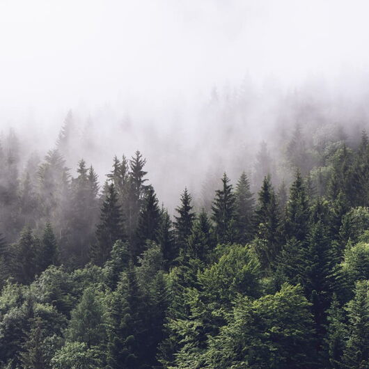 REBEL WALLS 1247103DP Misty Fir Forest - indiv. Digitaldruck, Motiv fortsetzbar