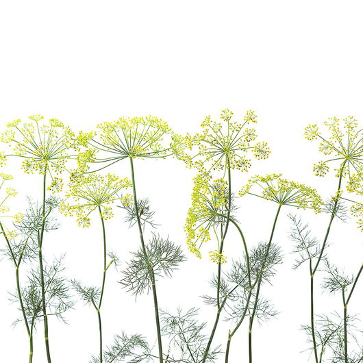 REBEL WALLS 1222508DP Crown Of Dill - indiv. Digitaldruck, Motiv fortsetzbar