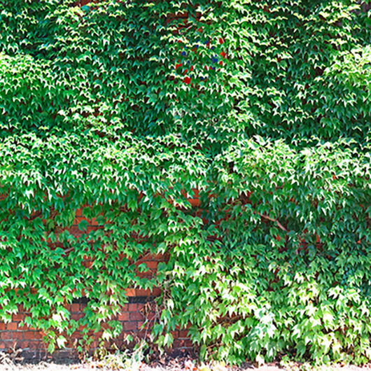 AP DIGITAL II 1097832DP indiv. Digitaldruck