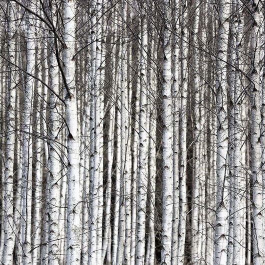 REBEL WALLS 1222516DP Birch Trunks - indiv. Digitaldruck, Motiv fortsetzbar