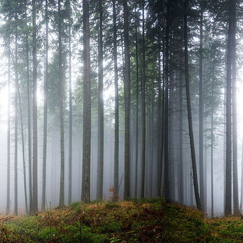 REBEL WALLS 1208755DP Forest Glade - indiv. Digitaldruck, Motiv fortsetzbar