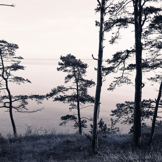 REBEL WALLS 1222515DP Old Pine Trees - indiv. Digitaldruck, Motiv fortsetzbar