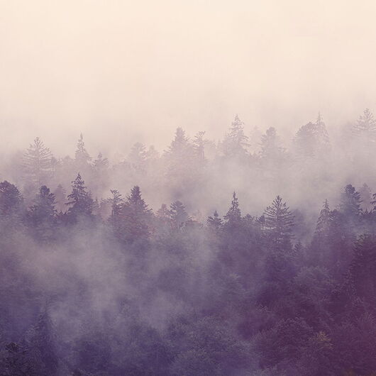 REBEL WALLS 1222873DP Fir Forest - indiv. Digitaldruck, Motiv fortsetzbar