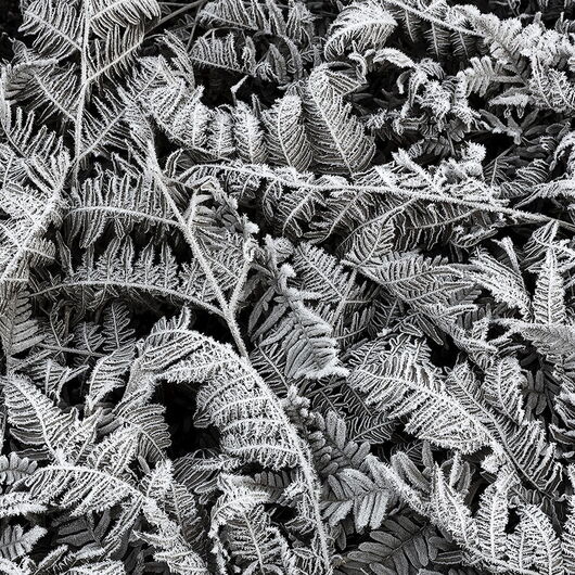 REBEL WALLS 1222507DP Frost Leaf - indiv. Digitaldruck, Motiv fortsetzbar
