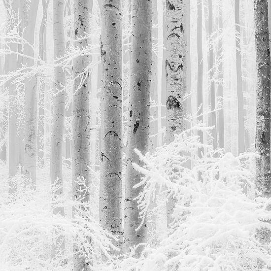 RAW 1234581 FIXMAß 400 x 280 cm Vlies